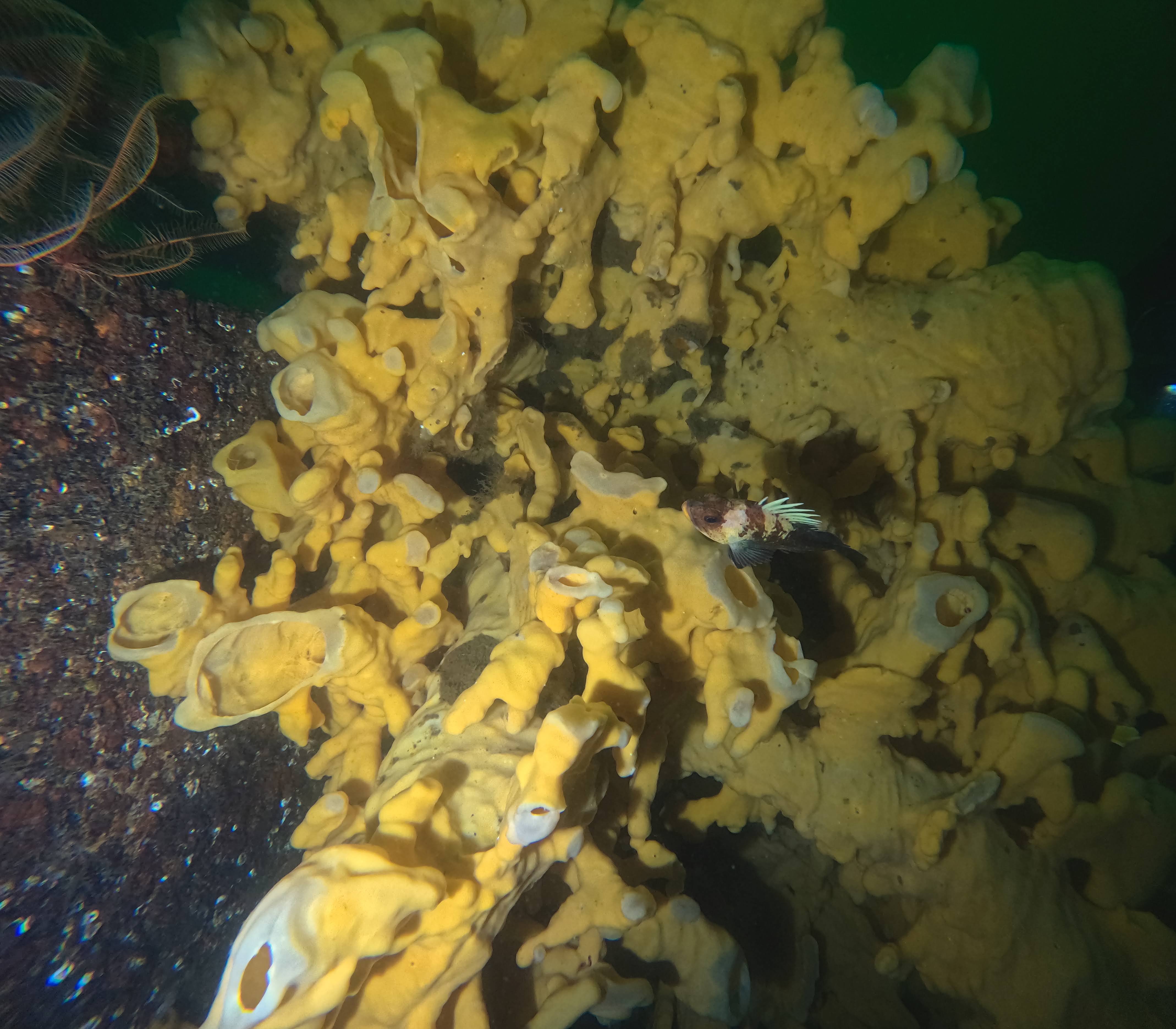 Small fish resting on a yellow cloud sponge colony on a Nanaimo wreck