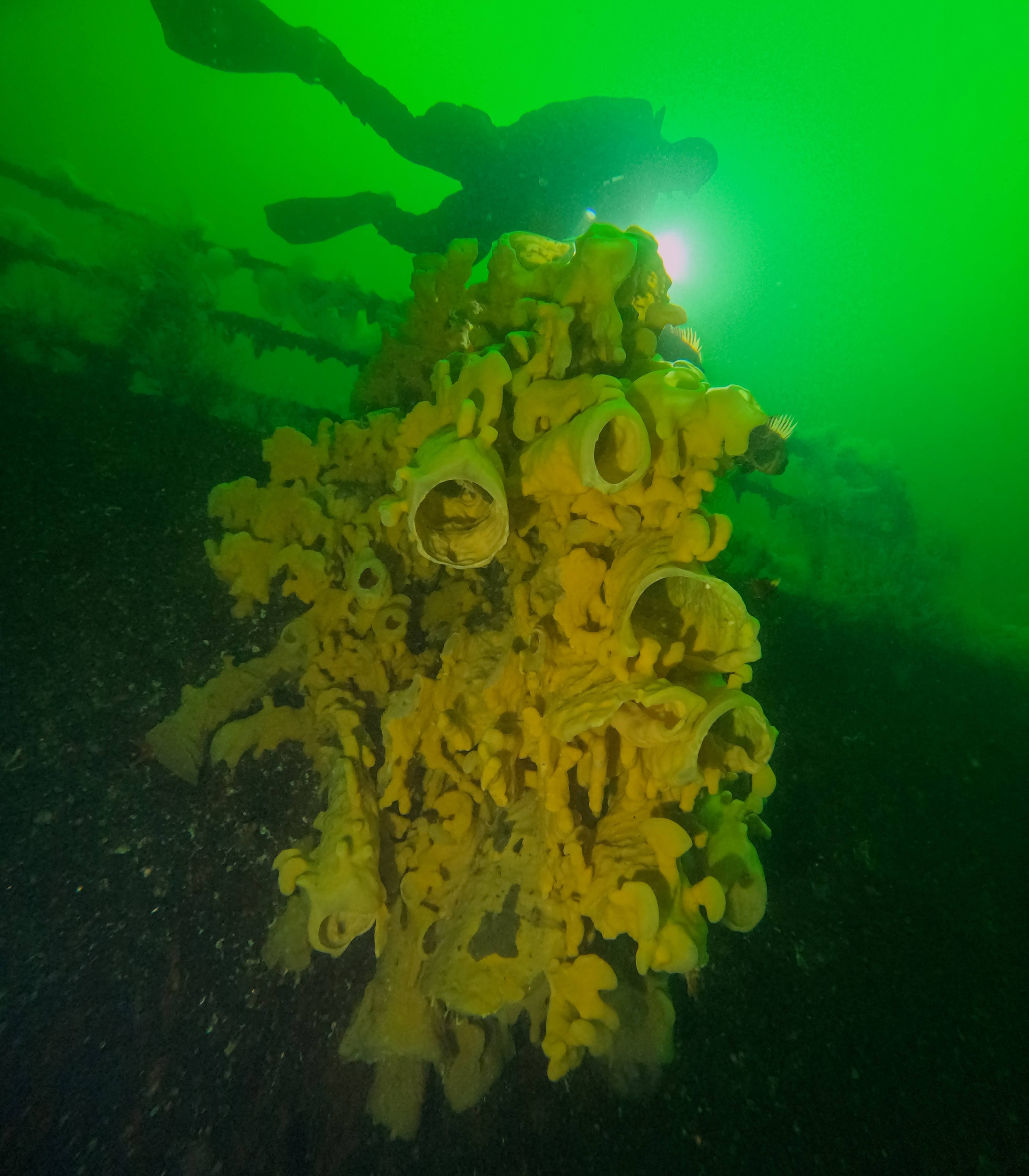 Diver descending past a large cloud sponge formation on a Nanaimo wreck
