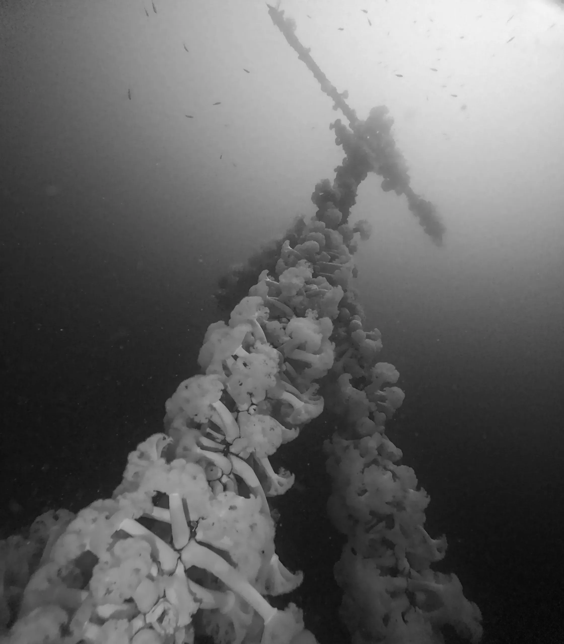 A dense cluster of plumose anemones on a Nanaimo wreck