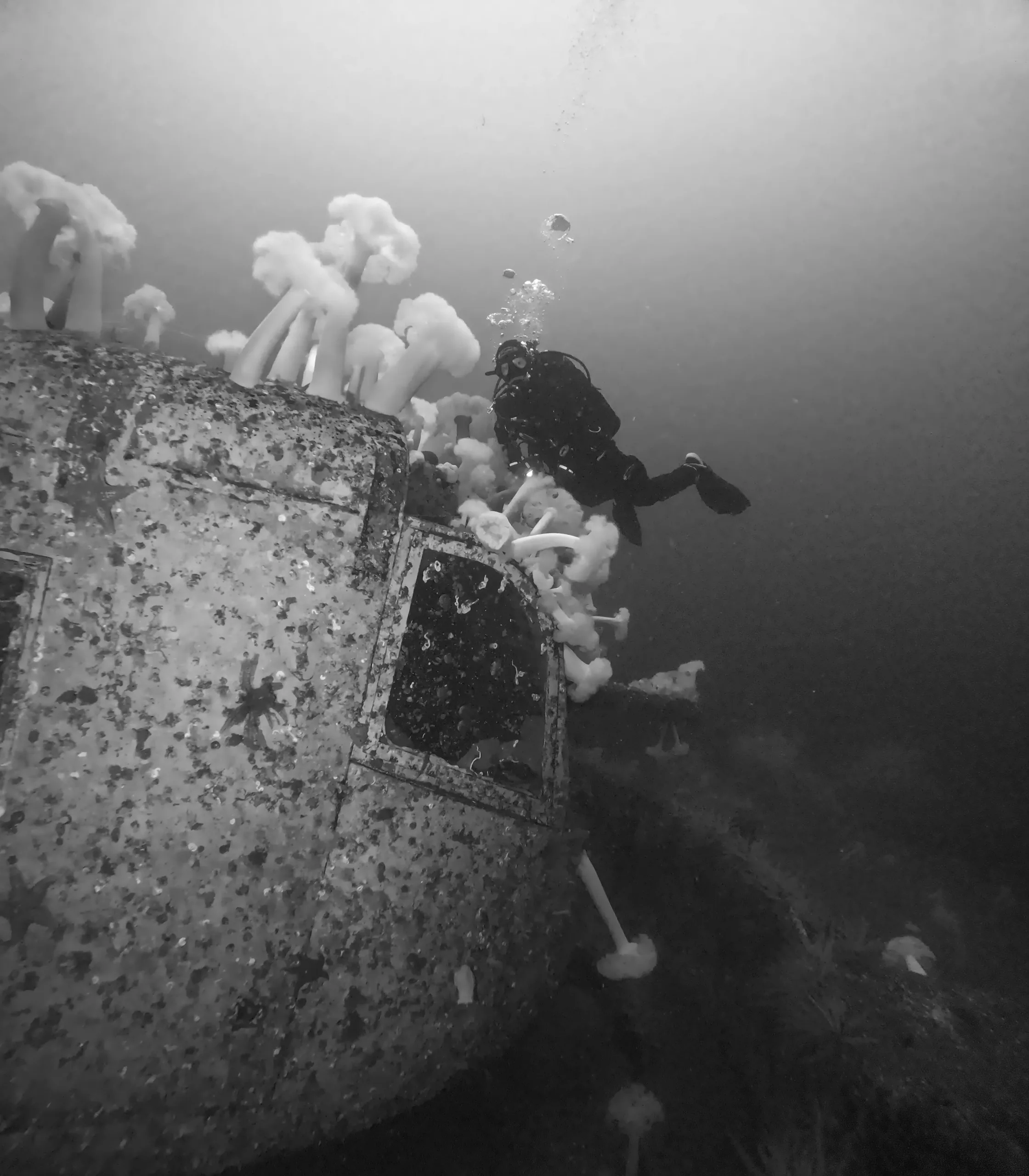 Diver exploring the superstructure of a sunken naval wreck covered in plumose anemones, Nanaimo, BC